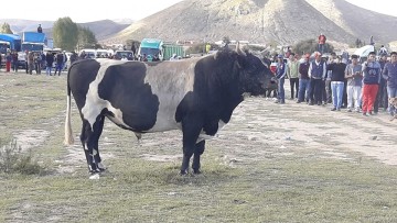 Abren feria quincenal ganadera en la población de Villa Charcas