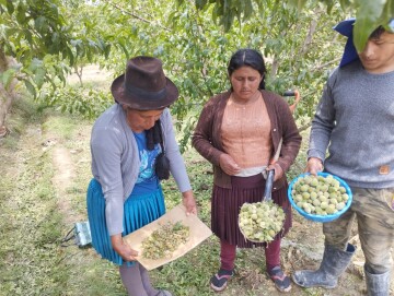 Aproximadamente 120 familias pierden el 90% de sus cultivos por la granizada