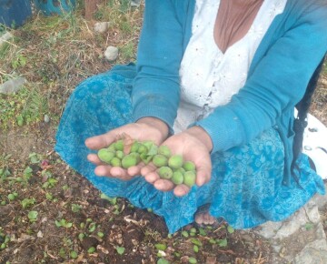 Camargo: Granizo destruye producción de durazno en dos comunidades