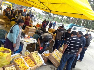 Chinimayu: Productores de durazno se alistan para la segunda feria en La Paz