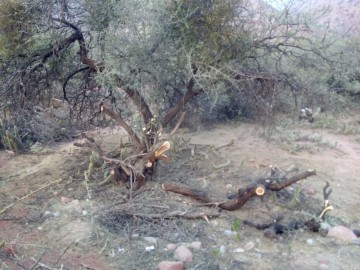 Comunarios del Caserón denuncian tala indiscriminada de árboles 