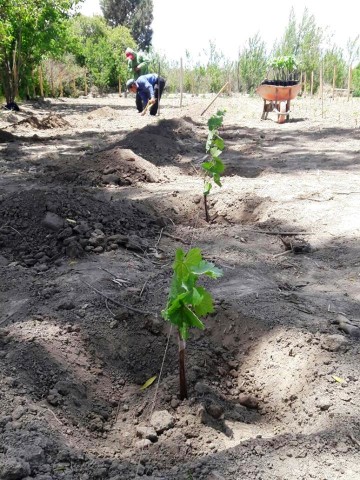 Culpina: Agrónomos investigan la producción de uva vinífera 