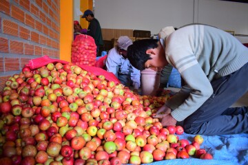 Culpineños a punto de completar venta de 100 toneladas de manzana a Jugos del Valle
