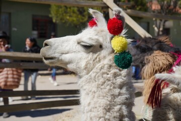 Cutanazu gana concurso en Feria Departamental de Camélidos