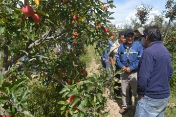 EBA comprará 12 toneladas de manzana de Culpina por semana