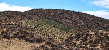 El cultivo de la tuna se expande en comunidades de Camargo