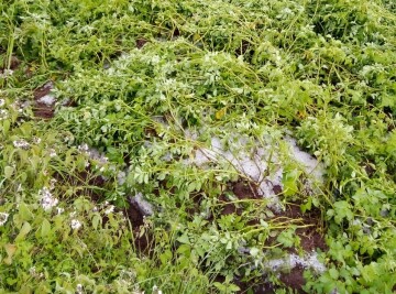 Granizada daña cultivos de aproximadamente 40 familias de Pilalo