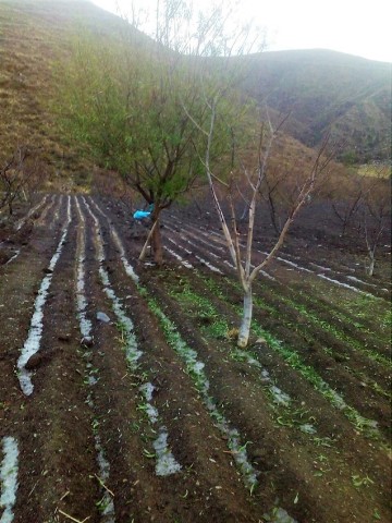 Granizada daña el durazno de cuatro comunidades en Camargo