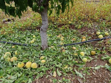 Granizada da&ntilde;a producci&oacute;n de 237 familias en Camargo