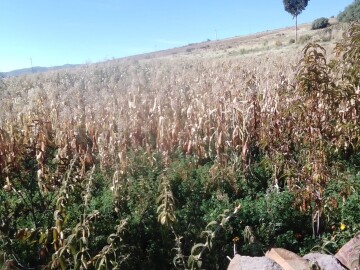Helada afecta a comunidades de las pampas y valles de San Lucas