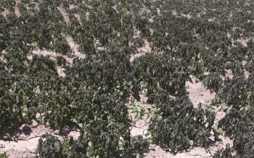 Helada castiga a cultivos de nueve comunidades de Incahuasi 
