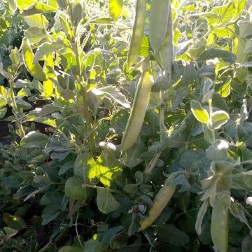 Helada en Culpina causa daños en arveja, maíz y papa