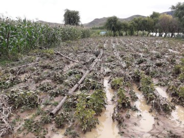 Incahuasi pierde 202 hectáreas de cultivos por desborde de río