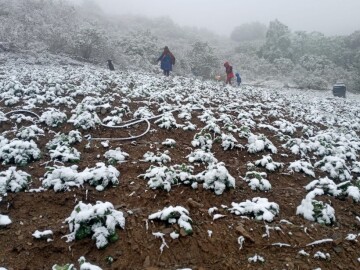 La helada daña cultivos en comunidades de los valles de Villa Charcas