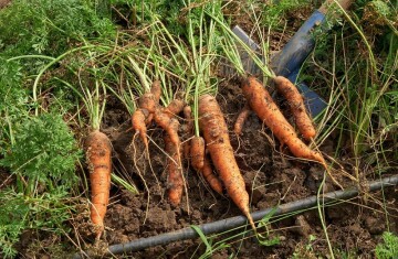 Las Carreras: No hay compradores de zanahoria y el quintal se vende en Bs 15