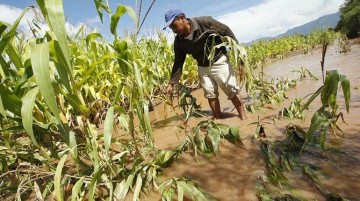 Lluvia y granizada causan desastres en cultivos de 185 familias