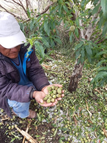 Nueva granizada en San Lucas causa pérdidas irreparables en durazno