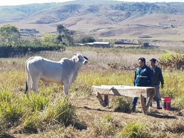 Pequeños ganaderos de El Palmar mejoran el ganado vacuno criollo