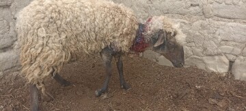 Perros salvajes atacan a rebaños de ovejas en los corrales