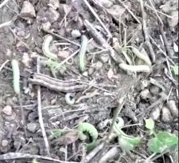 Plaga de gusanos ataca sembradíos de maíz en El Palmar