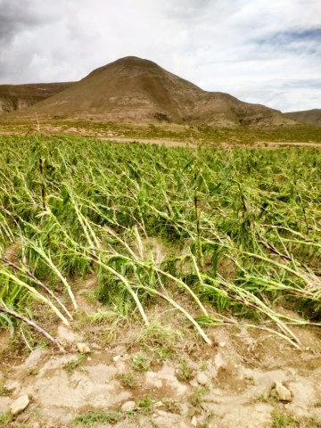 Productores de San Lorenzo y Culpina Mayu sufren por granizada