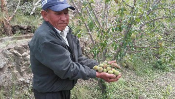 Productores quieren salvar las plantas de durazno tras la granizada