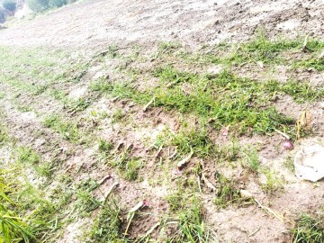 San Lucas: Granizada causa p&eacute;rdidas de cultivos de casi 400 familias