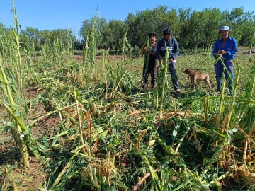 ​Torrencial granizada destruye cultivos de cuatro comunidades en Las Carreras