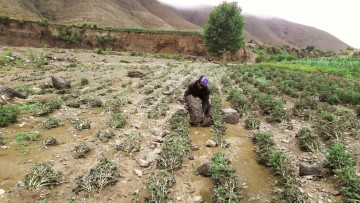 Villa Charcas: Lluvia y granizada afecta a 86 hectáreas de cultivos