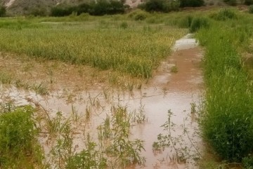 Villa Charcas pierde 1.443 hectáreas por inundaciones