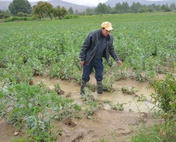 Villa Charcas: Reportan daños en cultivos de cuatro comunidades