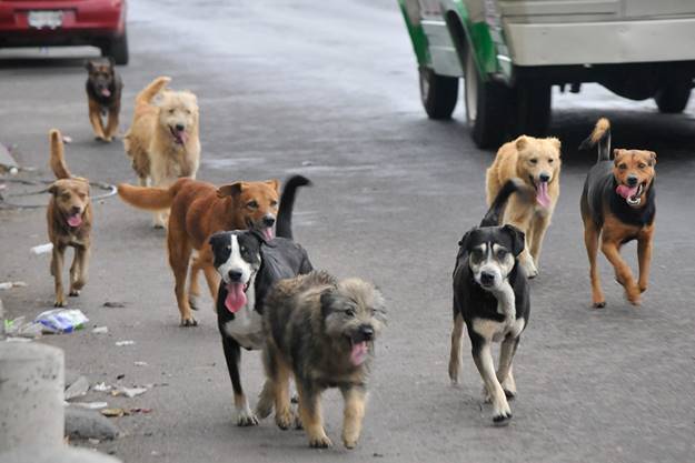 Camargo: Llaman a participar del concurso perros sin raza