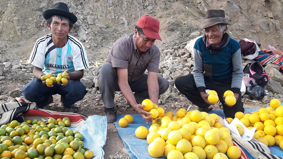 Casi 90 productores de los valles participan de la feria de cítricos