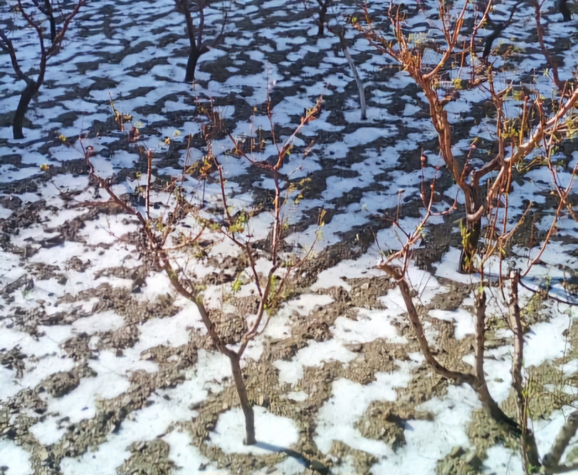 Comunidades de Villa Abecia vivieron dos tardes sombrías por granizadas Comunidades de Villa Abecia vivieron dos tardes sombrías por granizadas