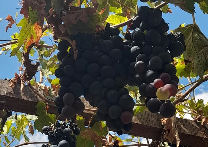 Contrabando perjudica a viticultores de Villa Abecia; los precios están en picada