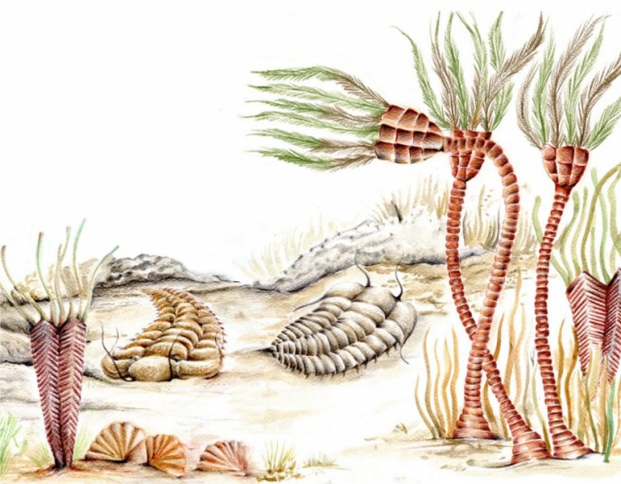 Descubren yacimiento de fósiles de la Era Paleozoica en Incahuasi