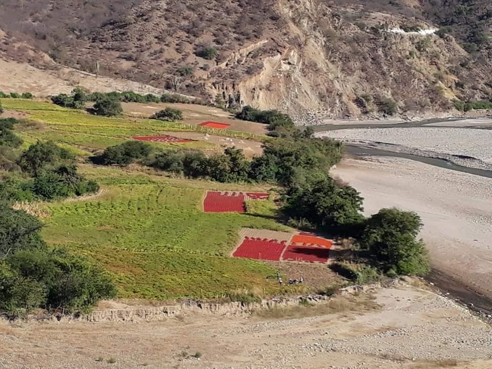 El Centro de Transformación del Ají de Incahuasi costará Bs 7.3 millones