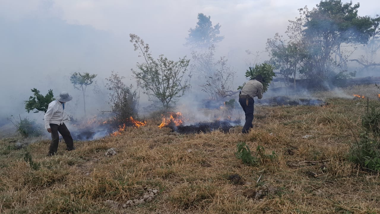 El Palmar pierde más de 6.000 hectáreas de bosque por incendios