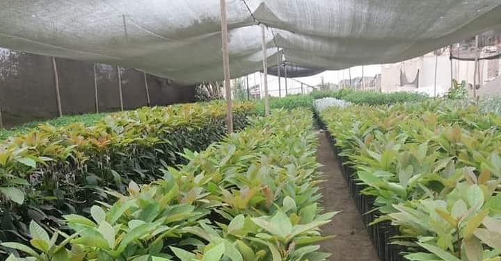 Emprendedora camargueña incursiona en la producción de plantines