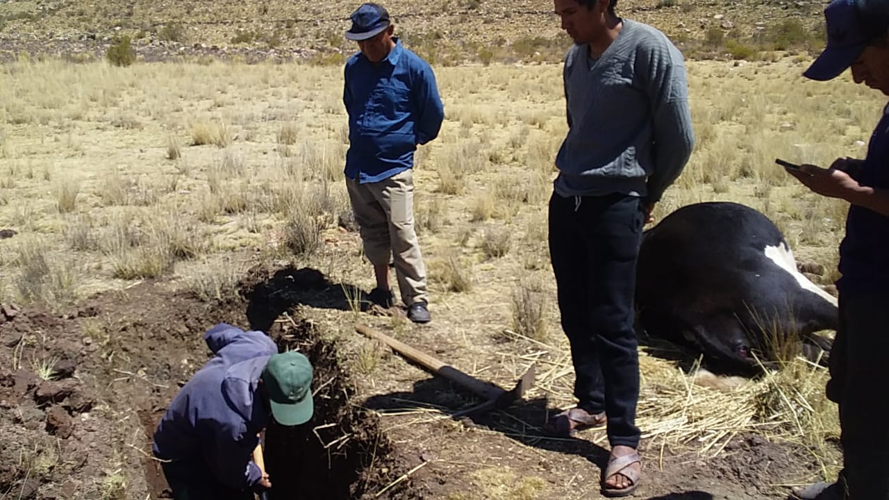 Envenenan a dos bueyes en la comunidad de Kumuni, San Lucas