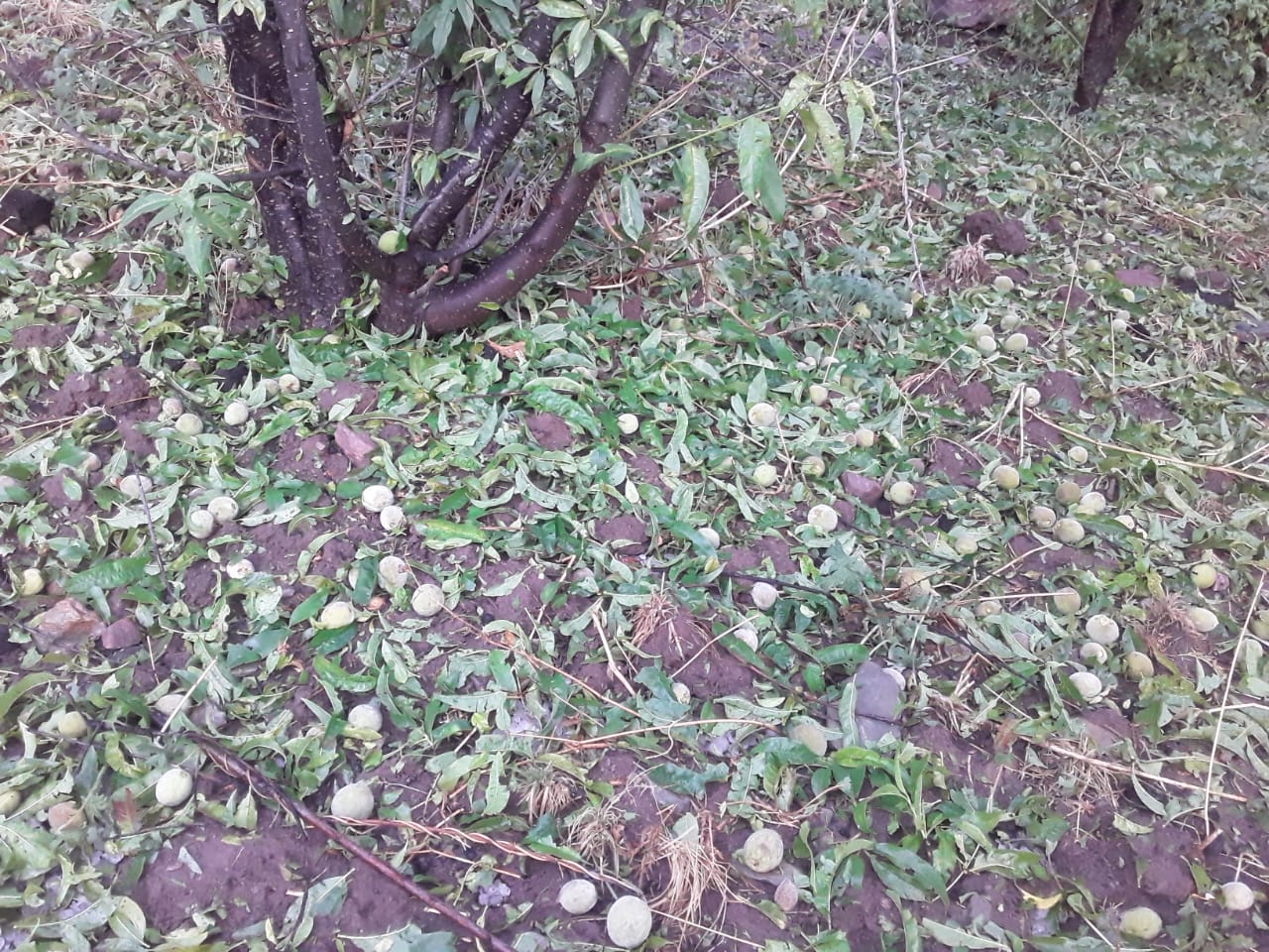 Fuerte granizada en Charpaxi (Villa Abecia) ocasiona grandes daños