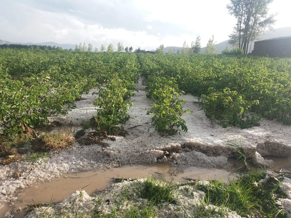 Granizada afecta a cinco comunidades de Villa Charcas