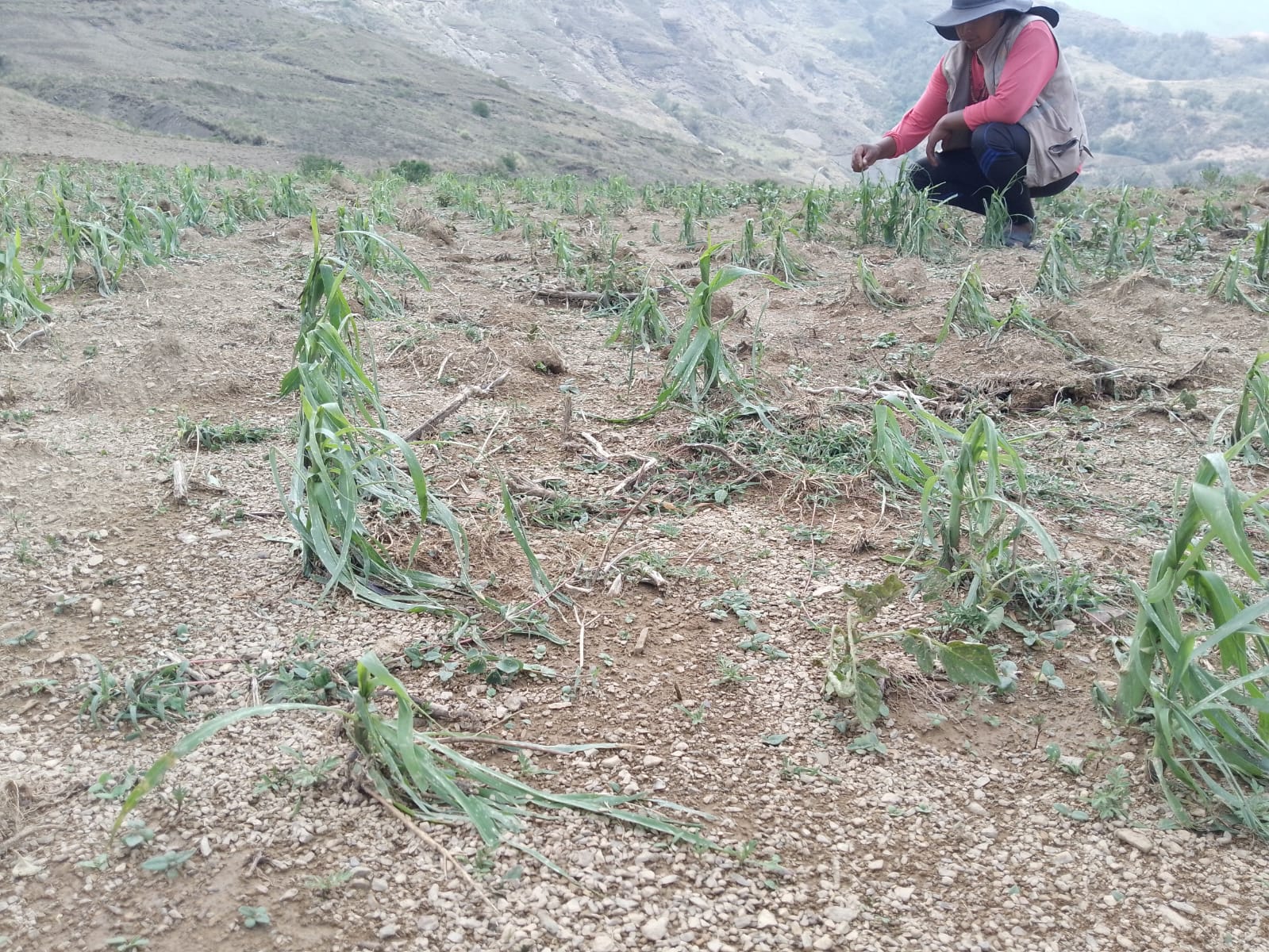 Granizada daña los cultivos de 195 familias en Villa Charcas