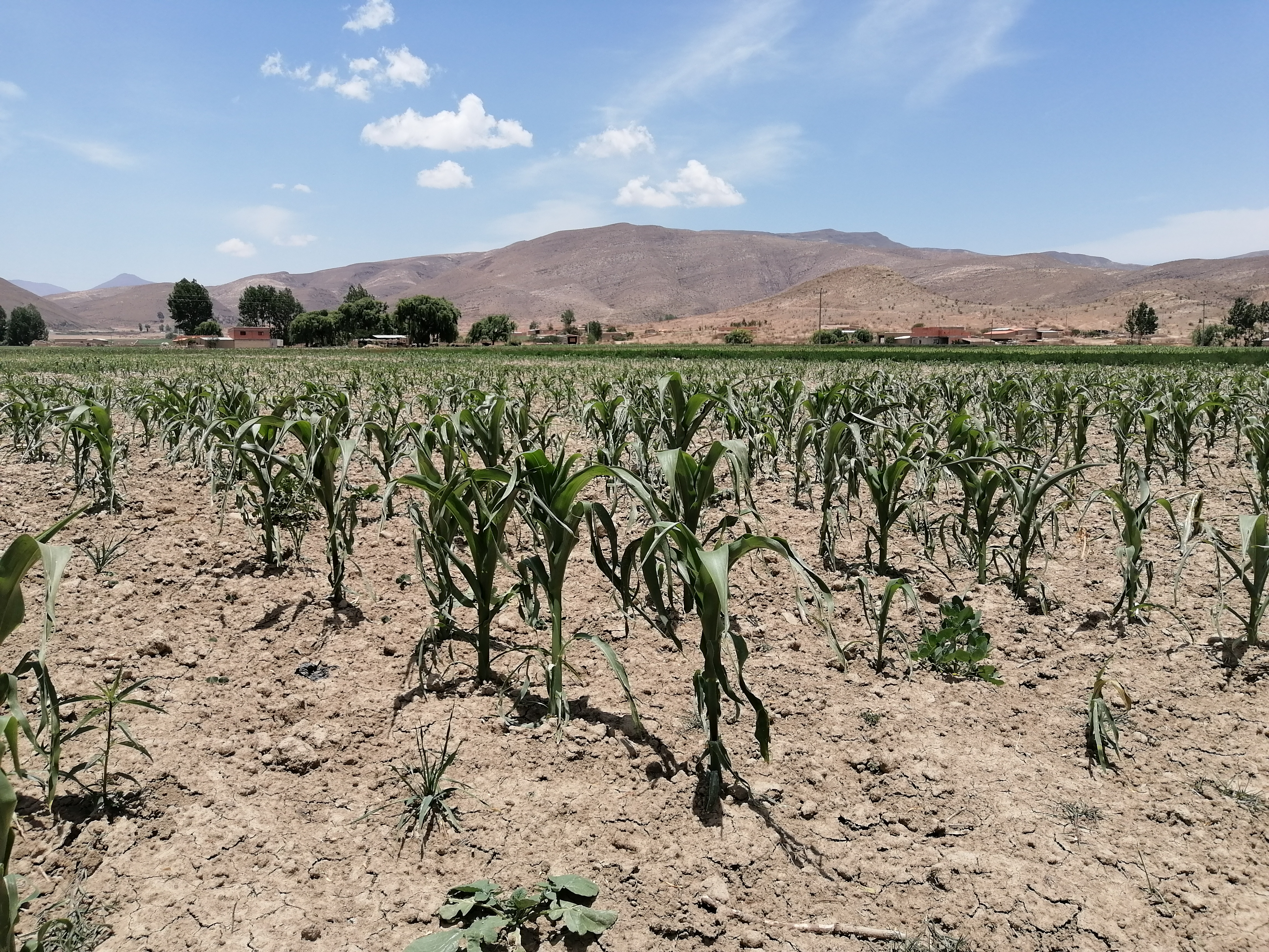 Ha llovido anoche, pero las plantas aún están sin la alegría de siempre