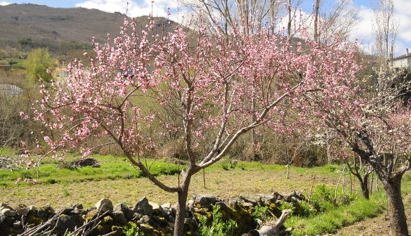 Heladas afectan producción de durazno en 66 comunidades de San Lucas