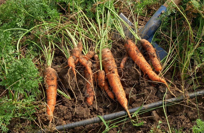 Las Carreras: No hay compradores de zanahoria y el quintal se vende en Bs 15