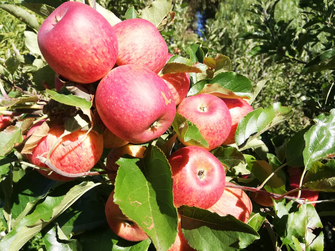 Manzaneros de Culpina buscan abrir mercado con Hiper Maxi