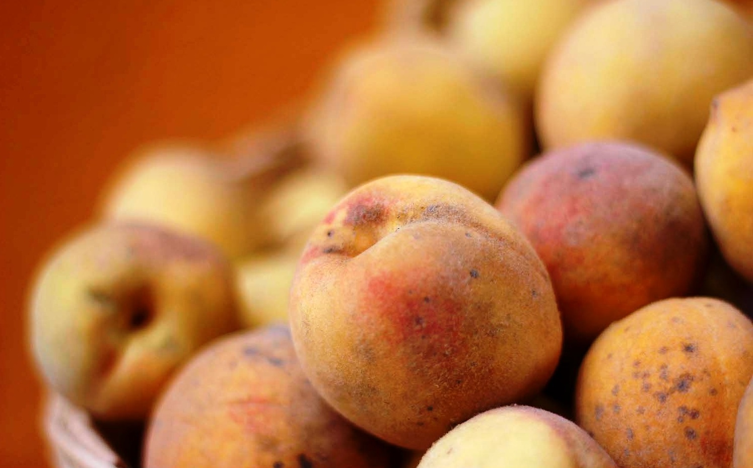 Mosca de la fruta afecta al 50% de la producción de frutales