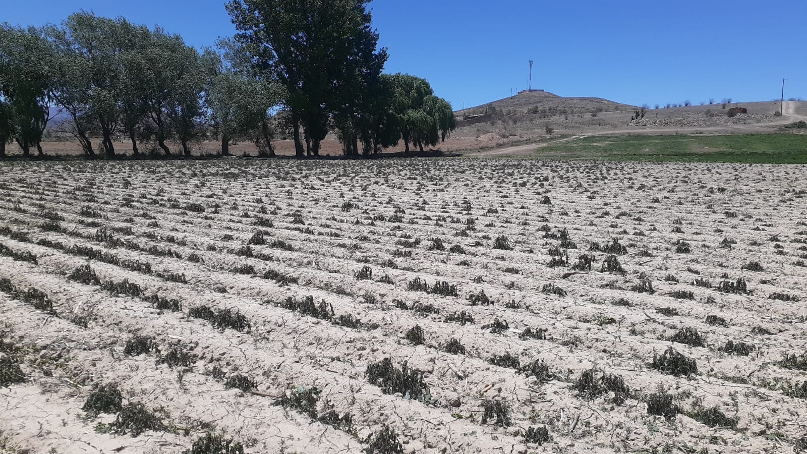 Oficial: Helada en Villa Charcas afecta cultivos de 16 comunidades