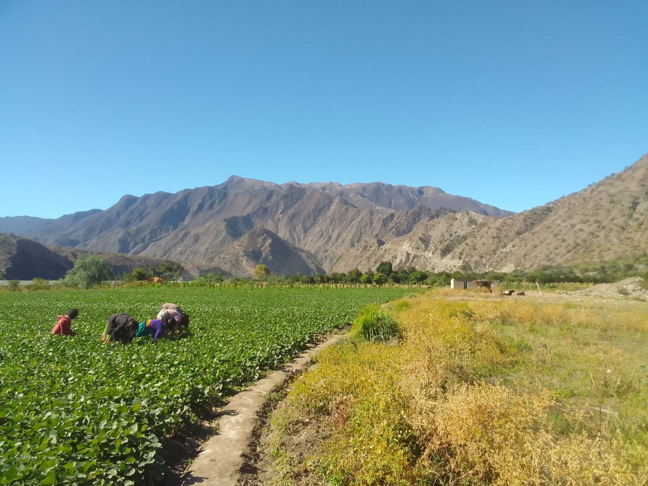 Productores de los valles de Incahuasi piden mantenimiento de camino